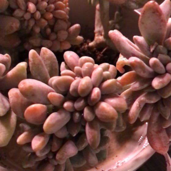 Photo of the plant species Crested Cermeria Expatriata by @Yeeha234 named Spike Leaves on Greg, the plant care app