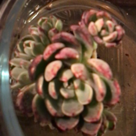 Photo of the plant species Echeveria 'Nanahukumini' by @Yeeha234 named Elina on Greg, the plant care app