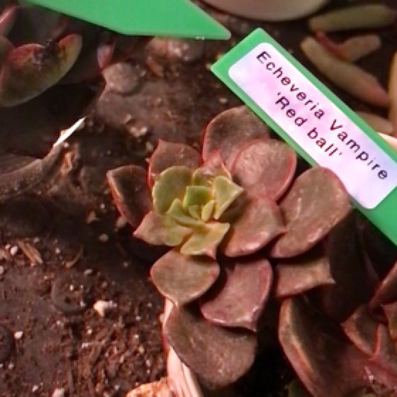 Photo of the plant species Echeveria 'Vampire Red ball' by @Yeeha234 named Sonora on Greg, the plant care app