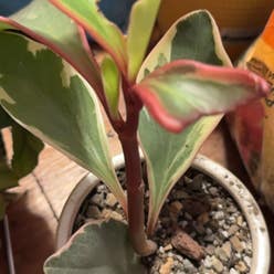 Jelly Peperomia plant