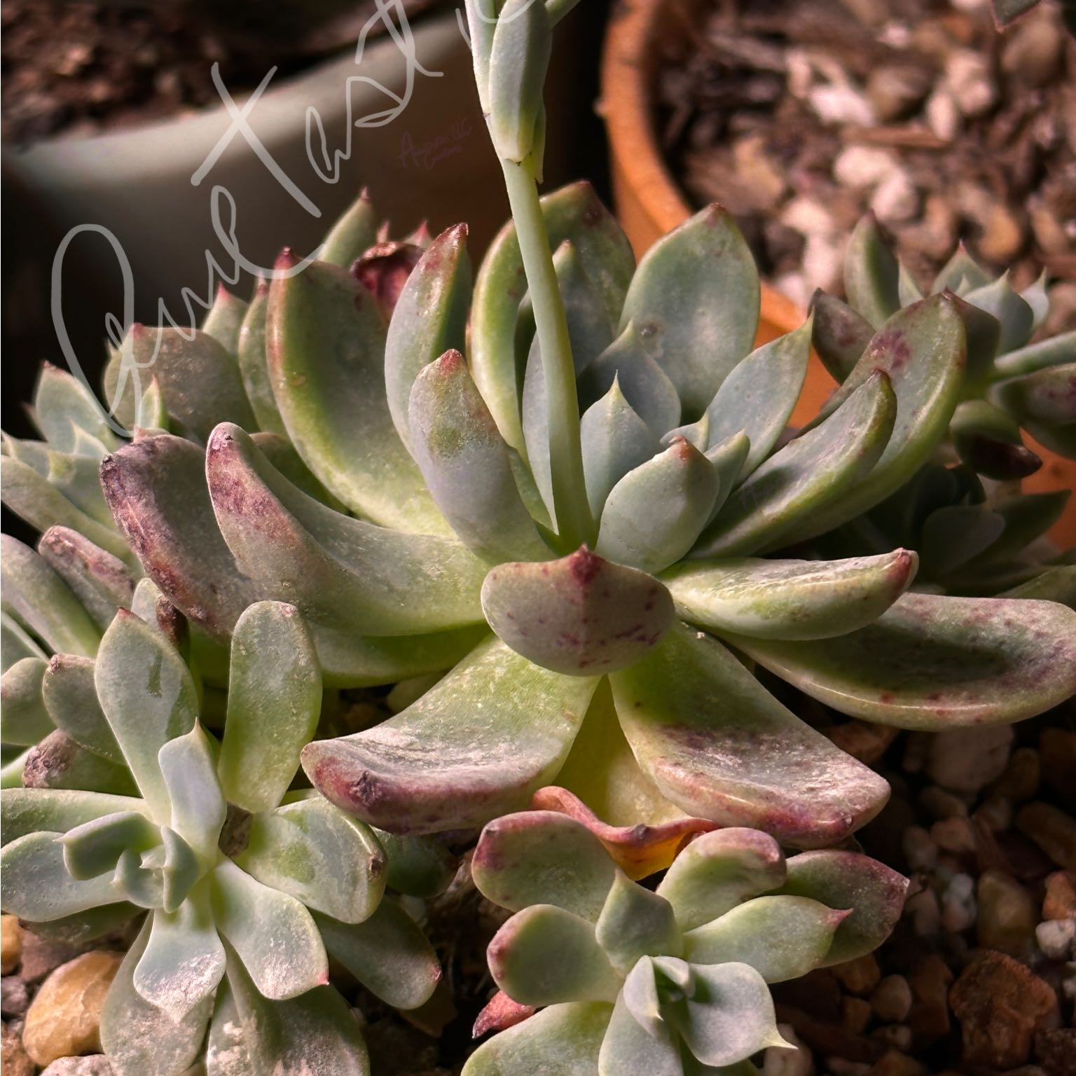Photo of the plant species Echeveria 'Nanahukumini' by @Yeeha234 named Michelle Branch on Greg, the plant care app