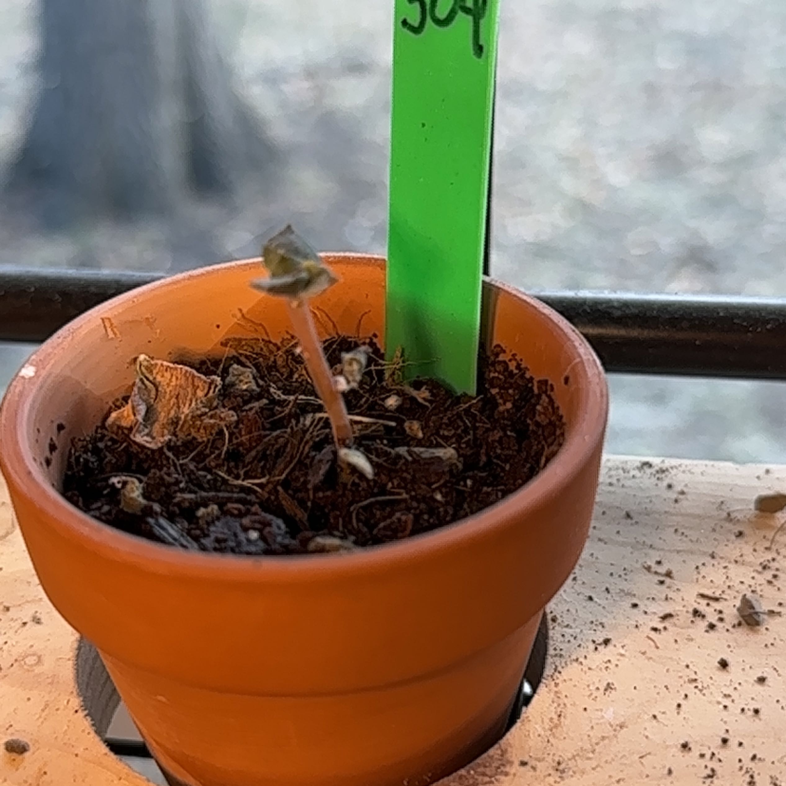 A small potted Echeveria 'Black Knight' plant with a single stem and minimal foliage.