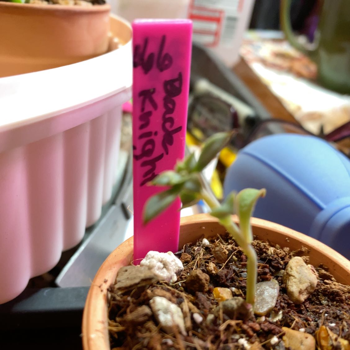 Young Echeveria 'Black Knight' plant in a pot with a pink label.