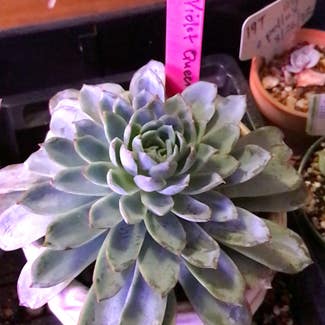 Violet Queen Hens and Chicks plant in Kansas City, Kansas