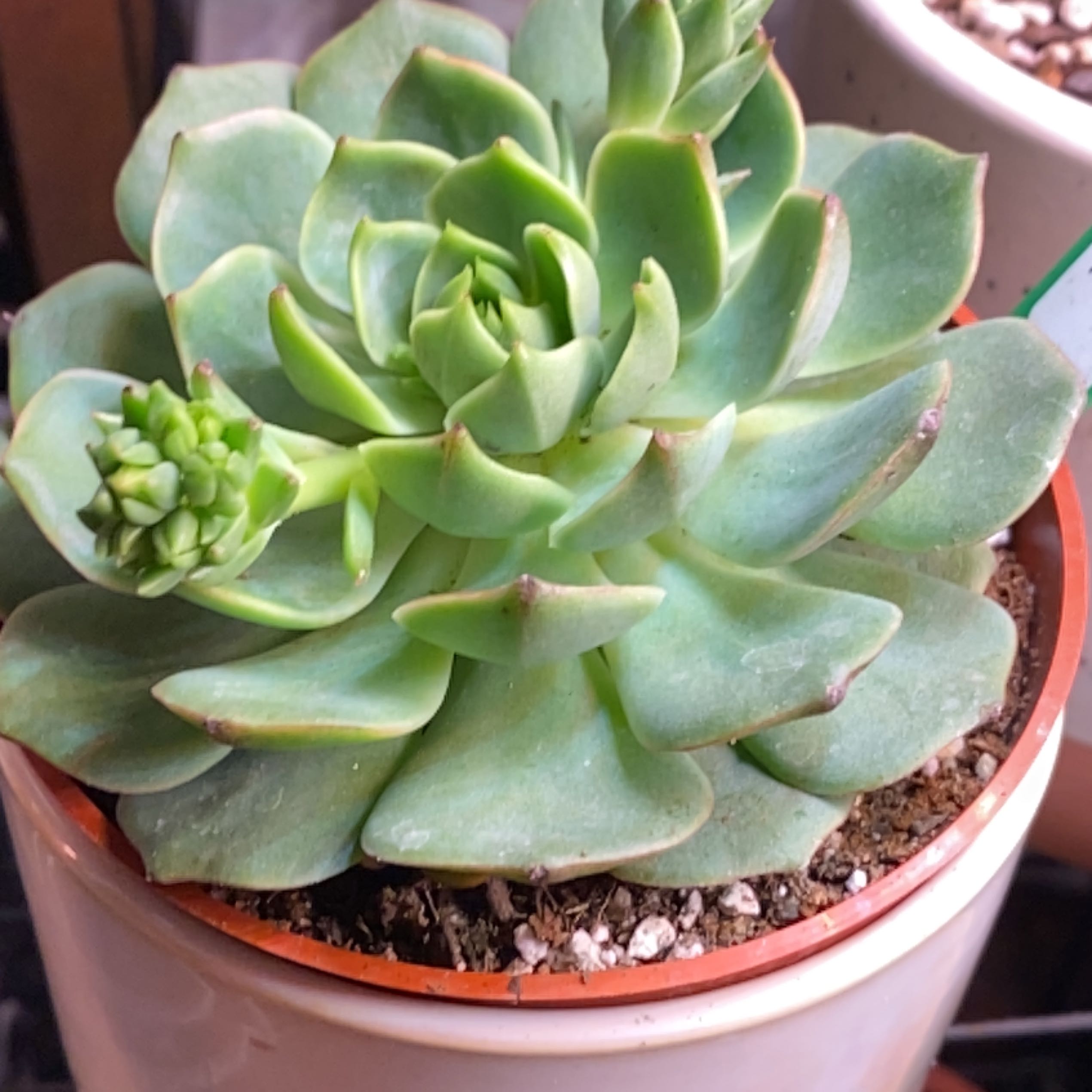 Photo of the plant species Echeveria 'Ramillete' by @Yeeha234 named 305 Harper on Greg, the plant care app