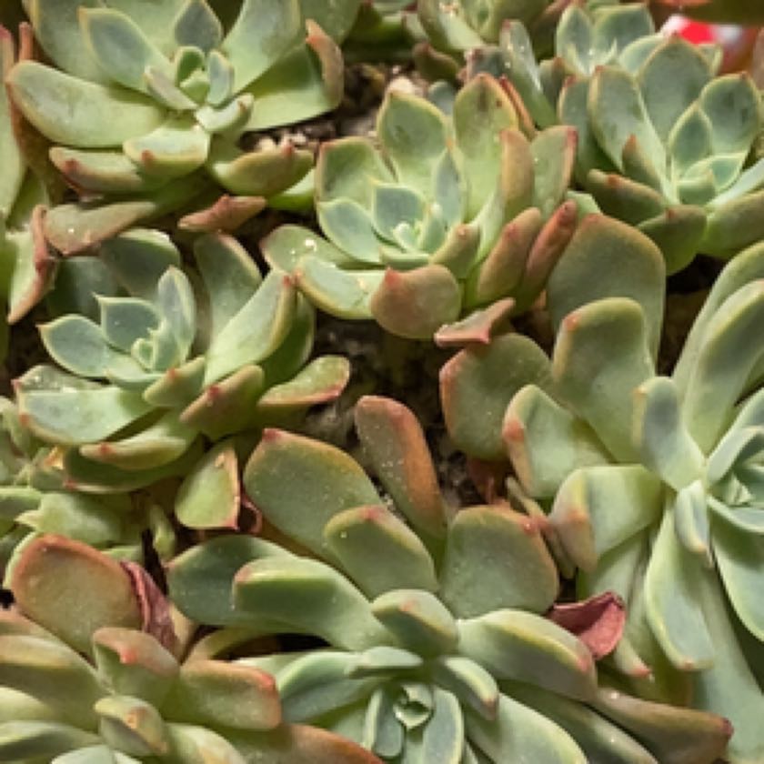 Photo of the plant species Echeveria Early Sunrise by @Yeeha234 named 316 Khaleesi on Greg, the plant care app
