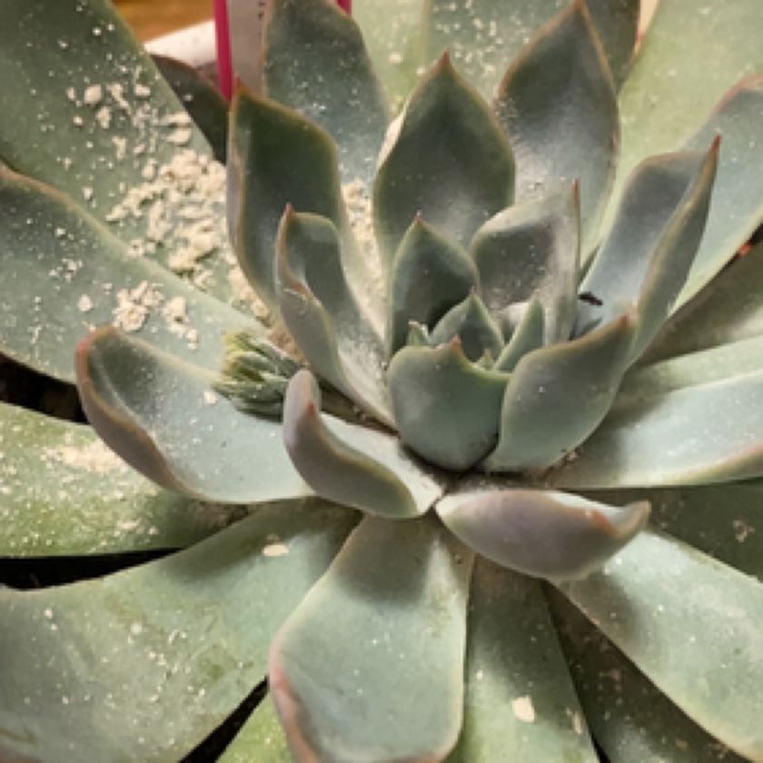 Photo of the plant species Echeveria 'Summer' by @Yeeha234 named 317 Xena on Greg, the plant care app
