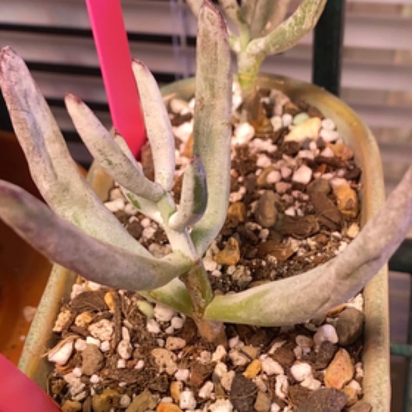 Photo of the plant species Big Blue Chalksticks by @Yeeha234 named Gomez on Greg, the plant care app