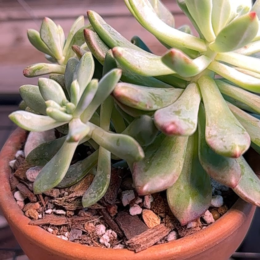 Sedeveria 'Blue Elf' plant in a terracotta pot with visible soil and healthy green leaves.