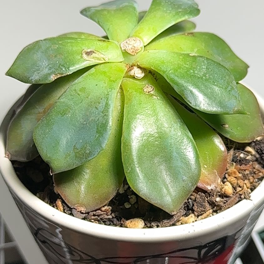 Anacampseros 'Sunrise' succulent in a pot with visible soil and vibrant green leaves.
