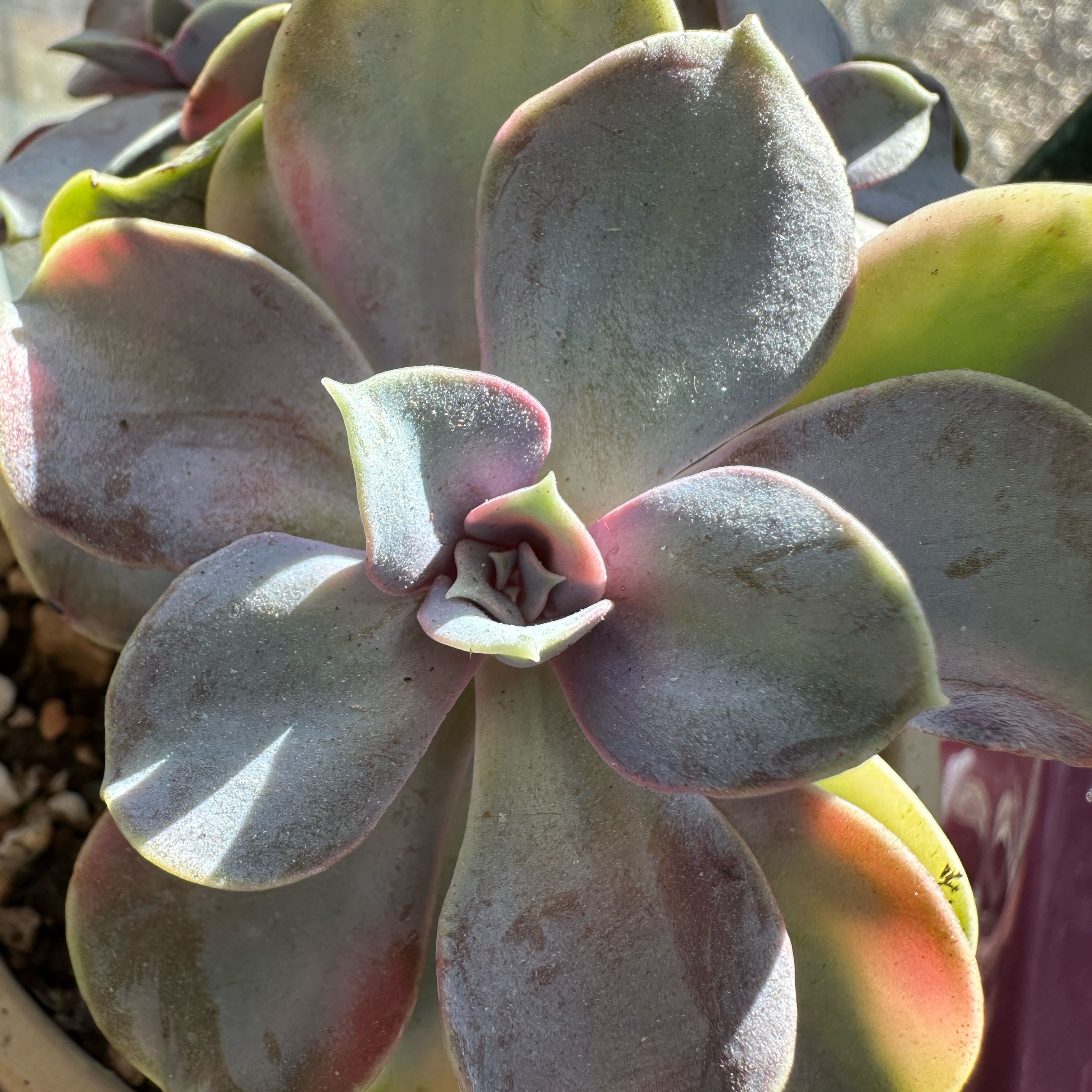 Photo of the plant species Rainbow Echeveria by @Yeeha234 named Harmony on Greg, the plant care app