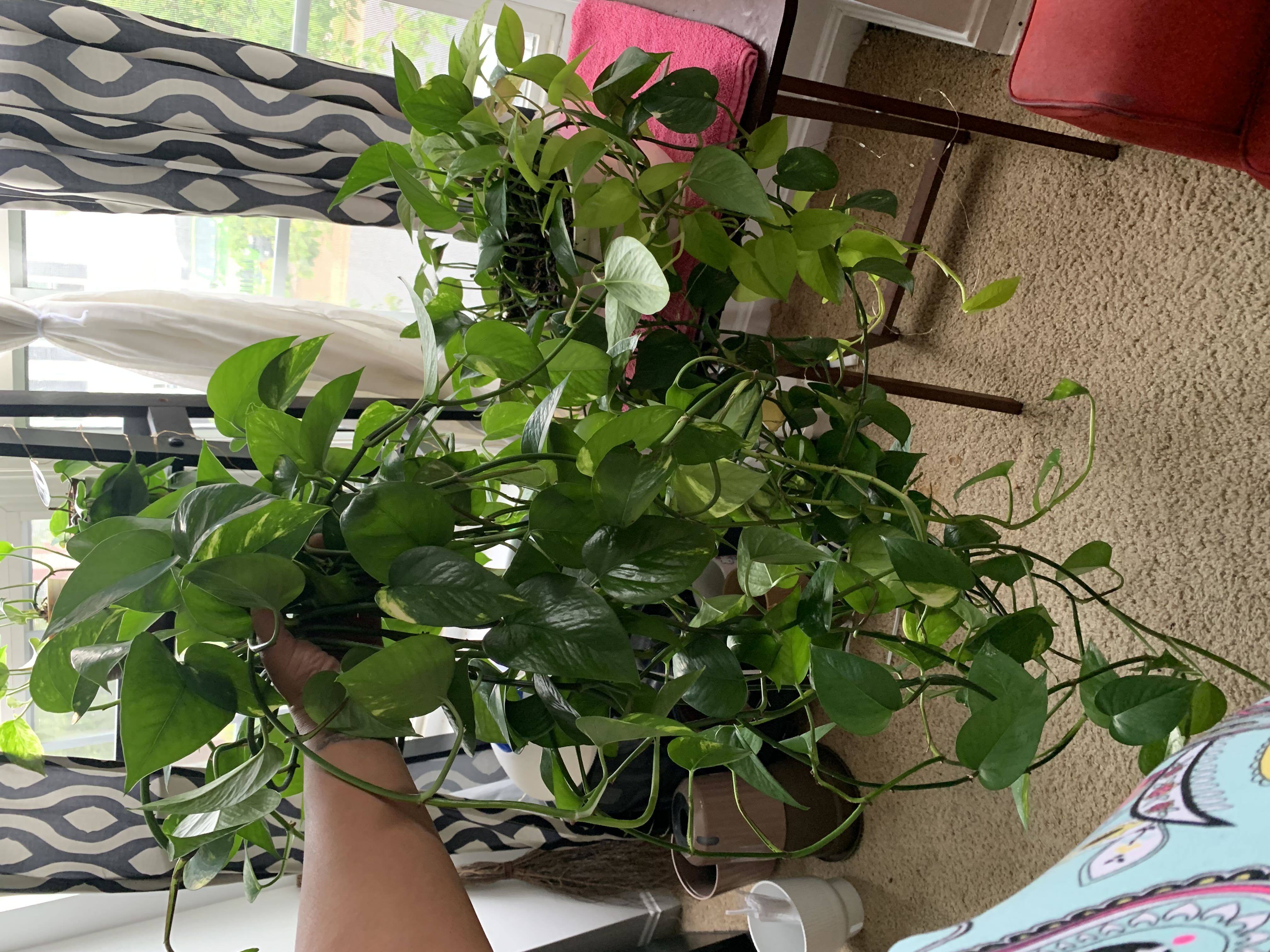 Photo from the post
