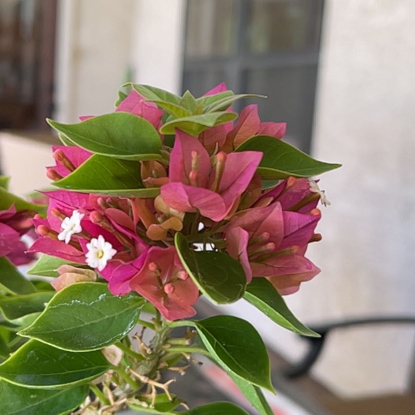 Photo of the plant species Bougainvillea Hybrid Torch Glow by @UngrudgingCosmo named Tupot bonsai 2 on Greg, the plant care app