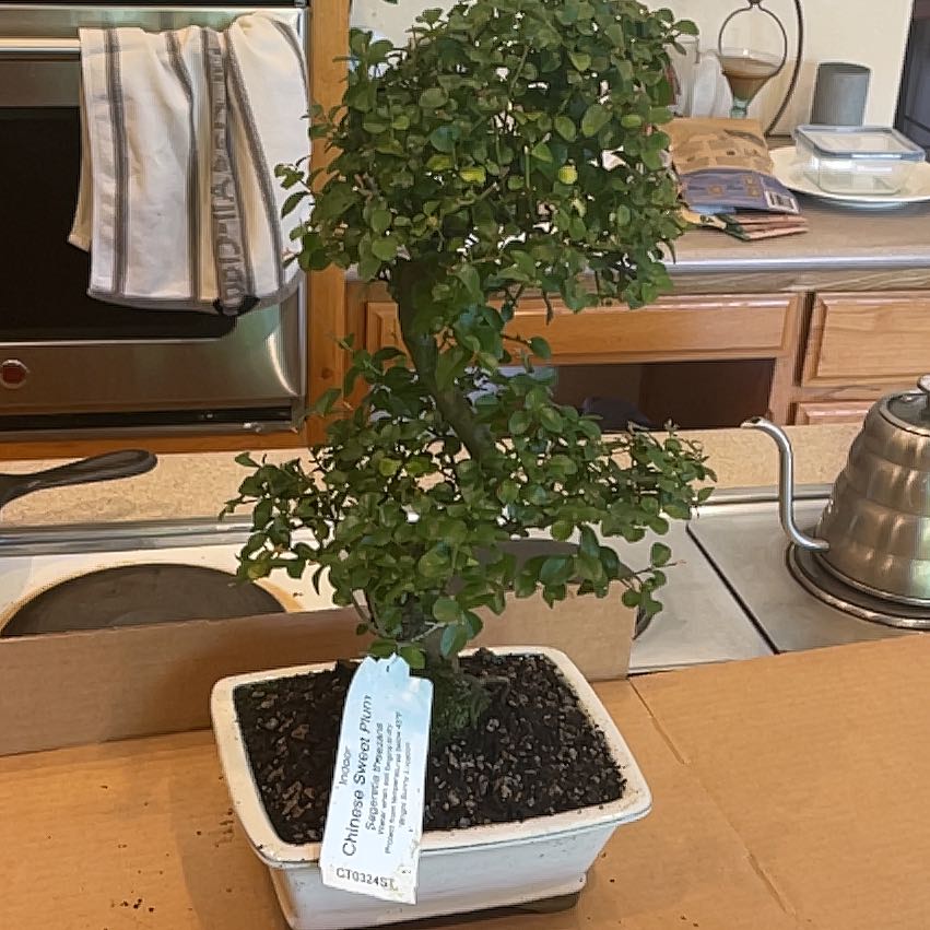 Photo of the plant species Chinese Sweet Plum by @UngrudgingCosmo named Fernie Saunders on Greg, the plant care app