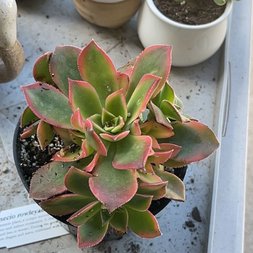 Photo of the plant species Kiwi Aeonium by @UngrudgingCosmo named Beyonce on Greg, the plant care app