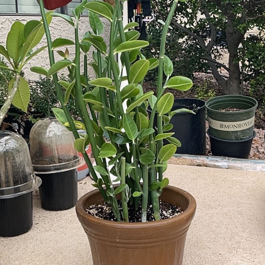 Photo of the plant species Tall Slipper Plant by @UngrudgingCosmo named Shakira on Greg, the plant care app