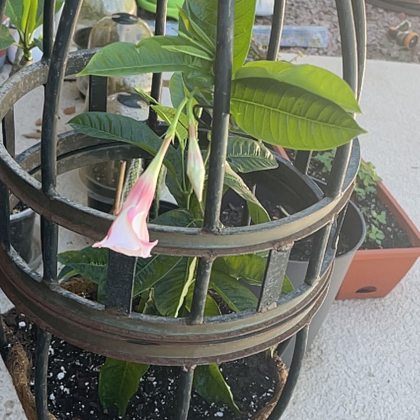 Photo of the plant species Mandevilla Sun Parasol Crimson by @UngrudgingCosmo named Peter Parker on Greg, the plant care app