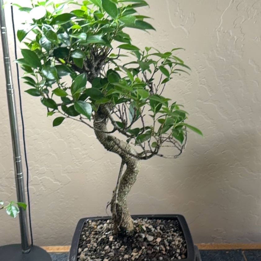 Photo of the plant species Golden Gate Ficus by @UngrudgingCosmo named Gates on Greg, the plant care app