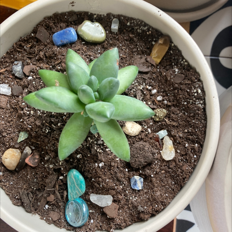 Little Jewel succulent in a pot with soil and decorative stones.