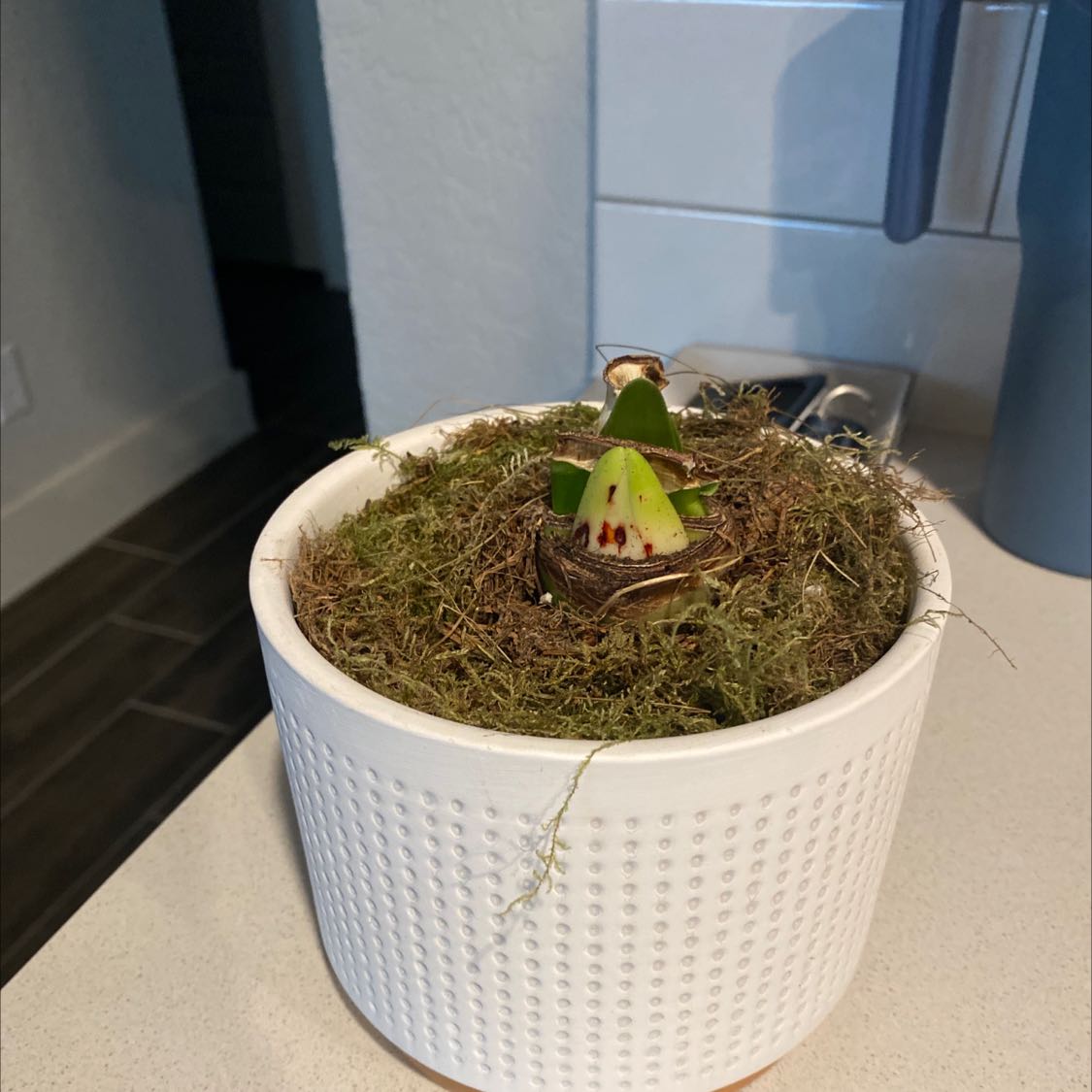 Potted Hippeastrum 'Red Lion' bulb with green shoots in a white textured pot covered with moss.