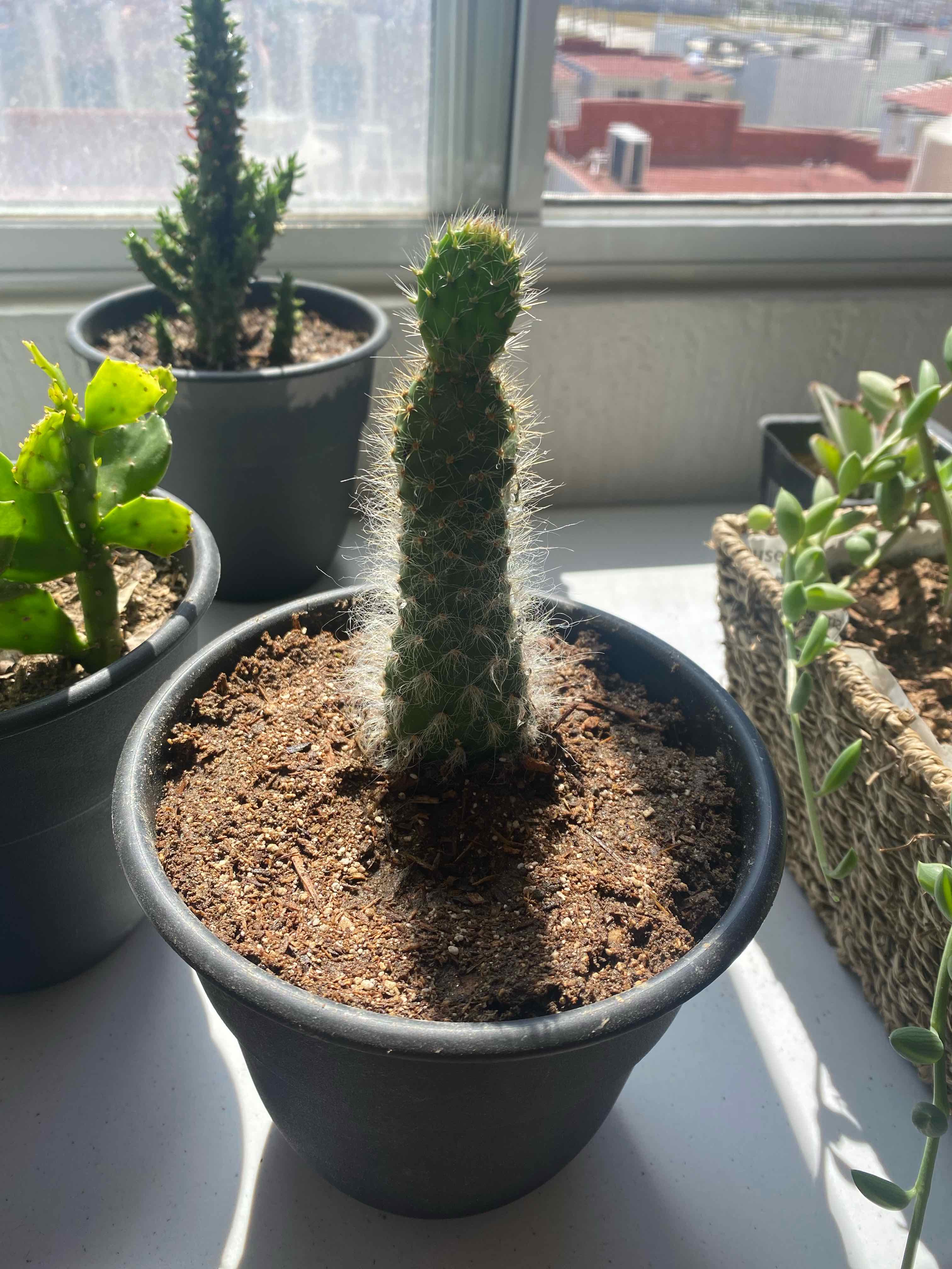Potted Snow Prickly Pear cactus on a windowsill with visible soil and other plants nearby.