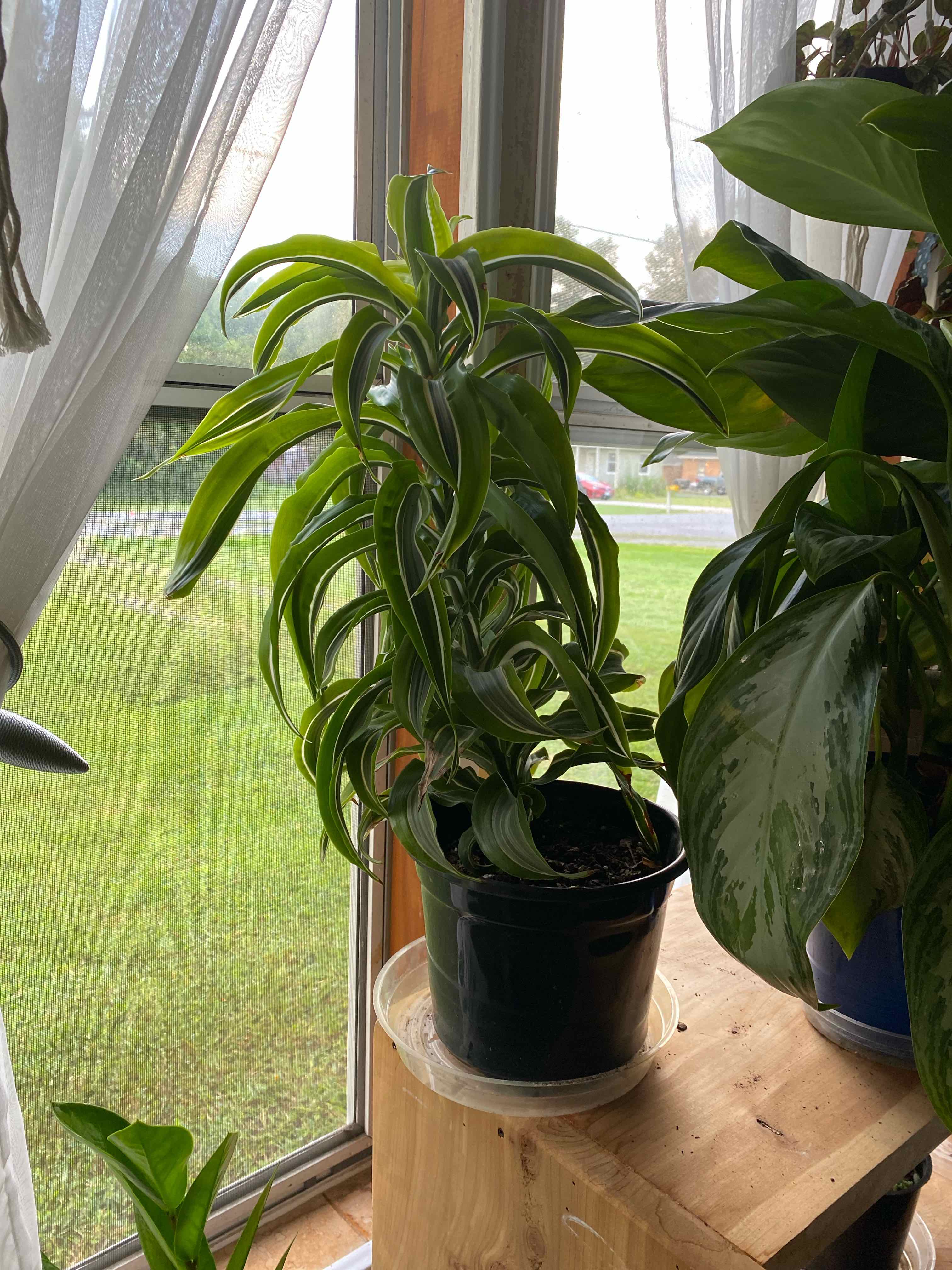 Photo of the plant species Dracaena "Warneckii' by @FleurishVA named Lisa on Greg, the plant care app