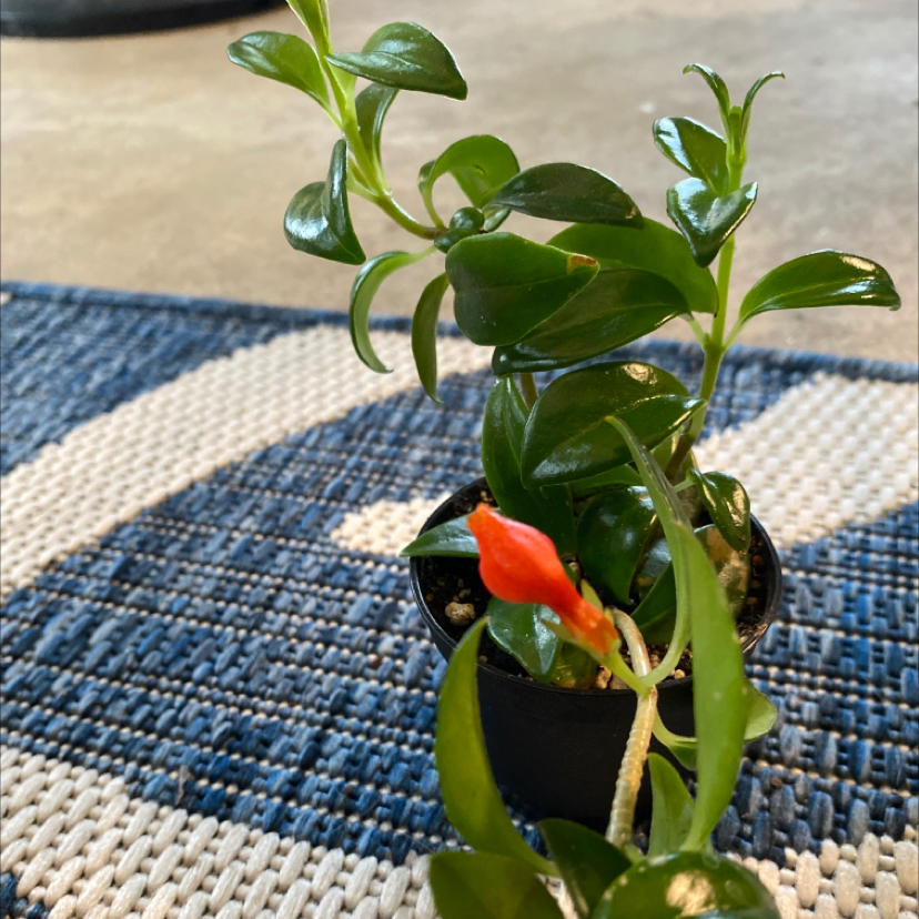 Goldfish Plant with glossy green leaves and an orange flower in a small pot.