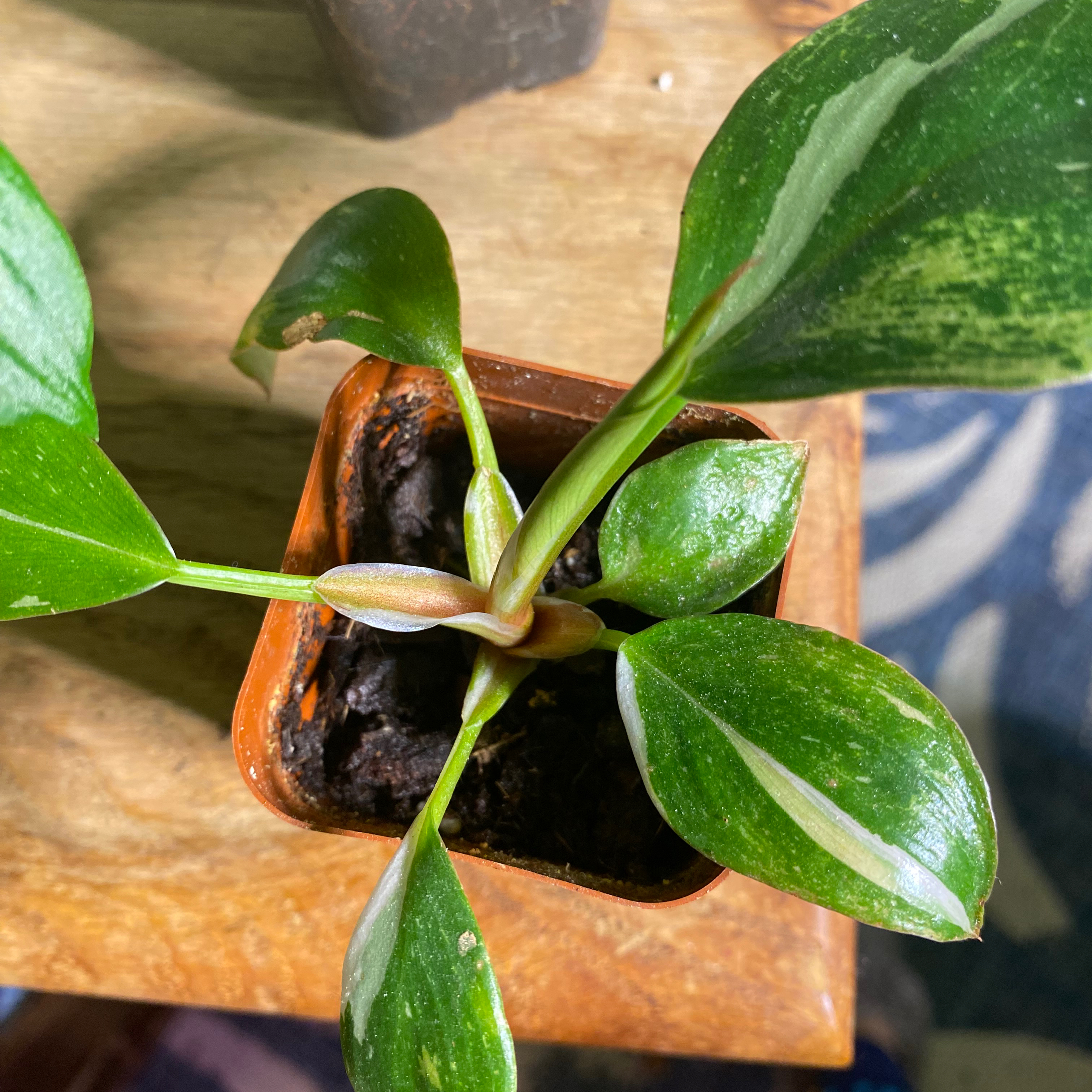 White Knight Philodendron plant in a small pot with healthy green leaves.