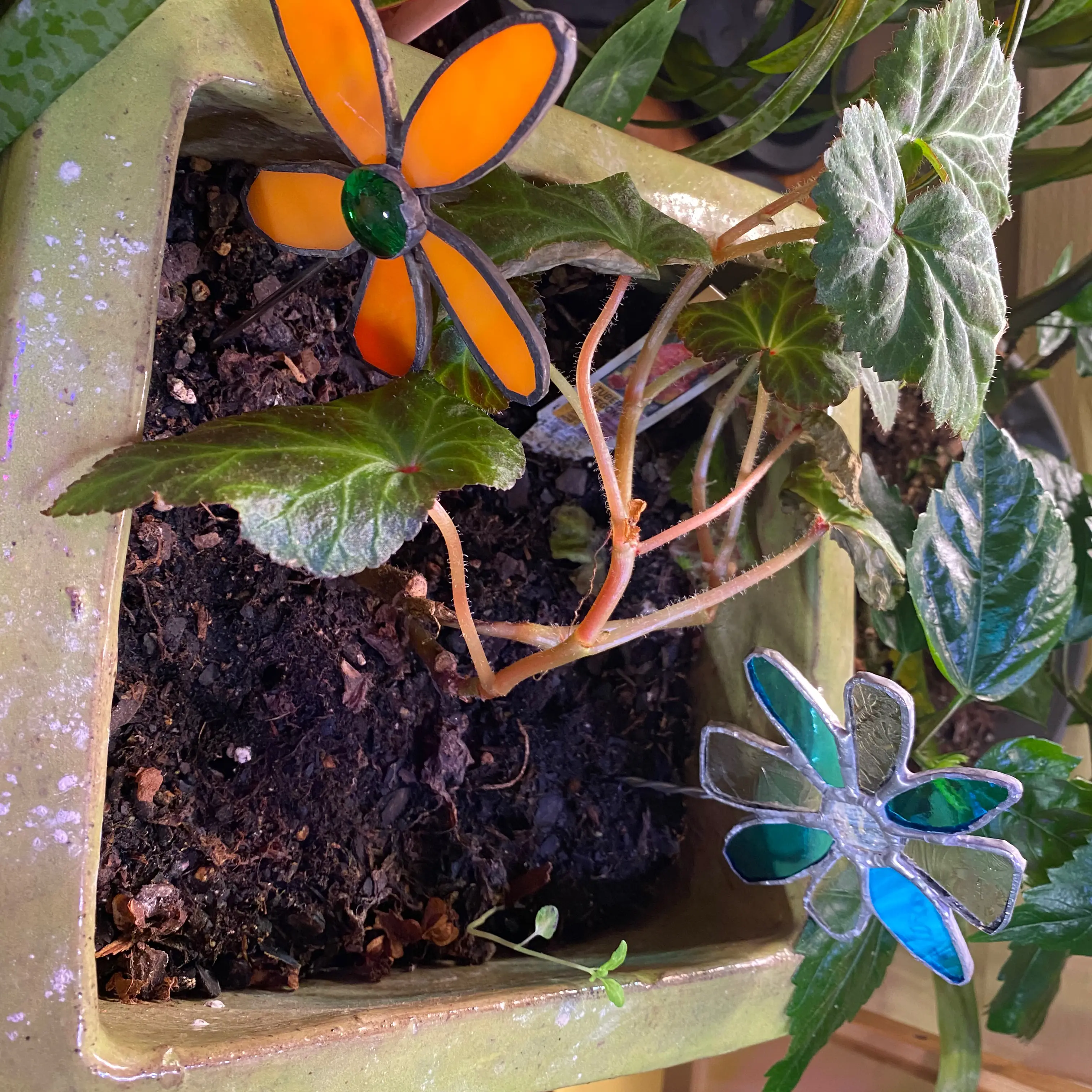 Tuberous Begonia plant in a pot with decorative elements and visible soil.
