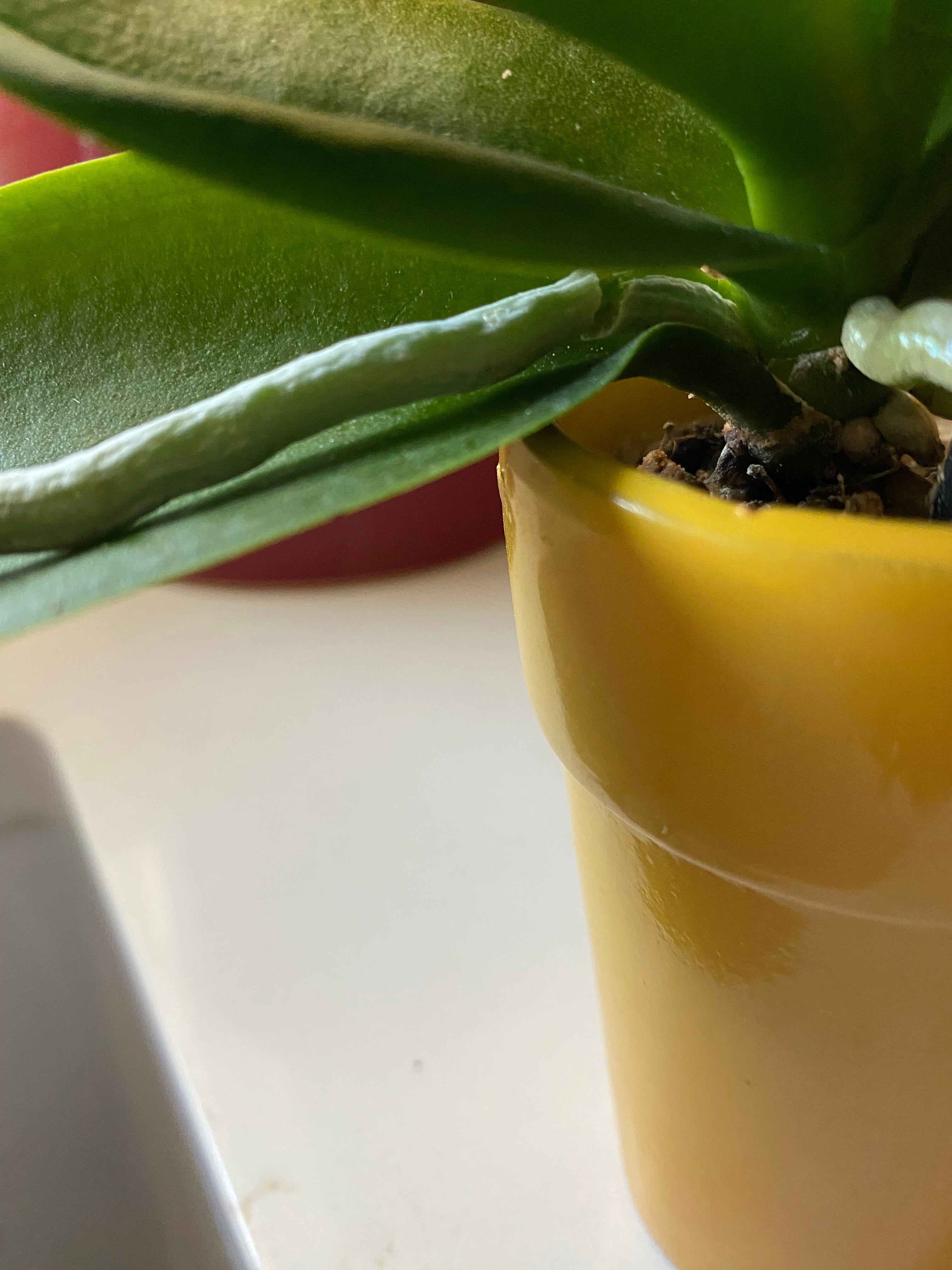 The Complete Doritaenopsis 'Talitha Klehm' Plant Care Guide Water