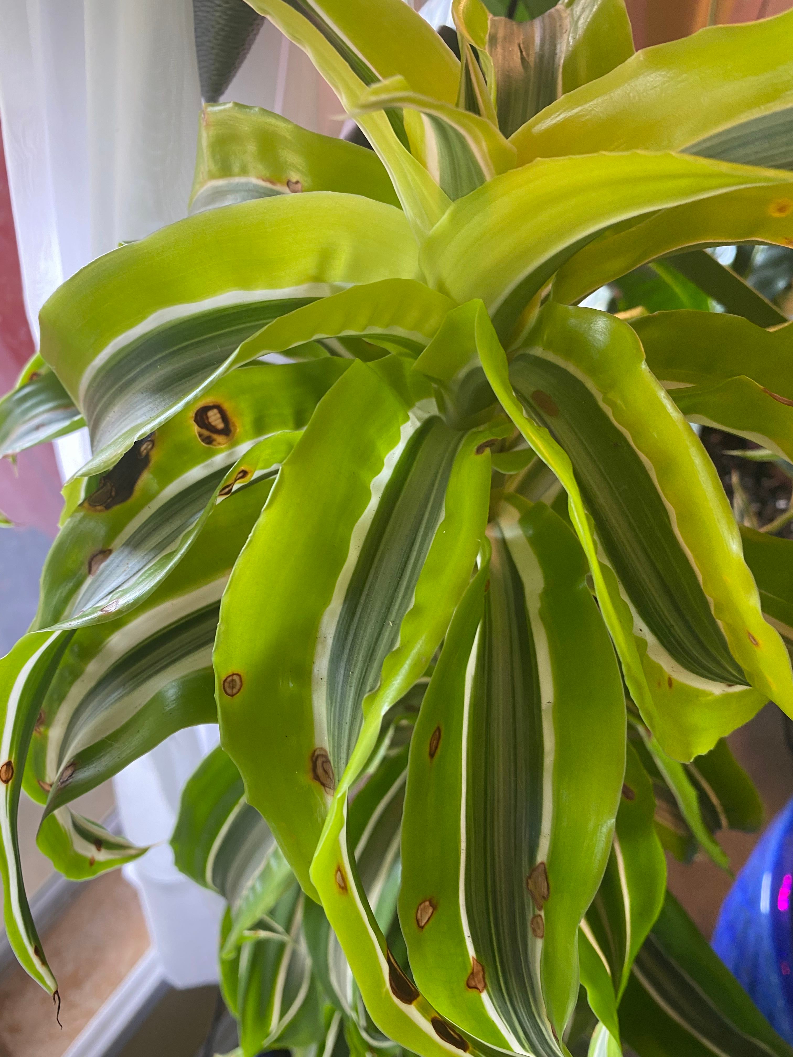Why Are My Dracaena "Warneckii' Leaves Falling Over? 🍂