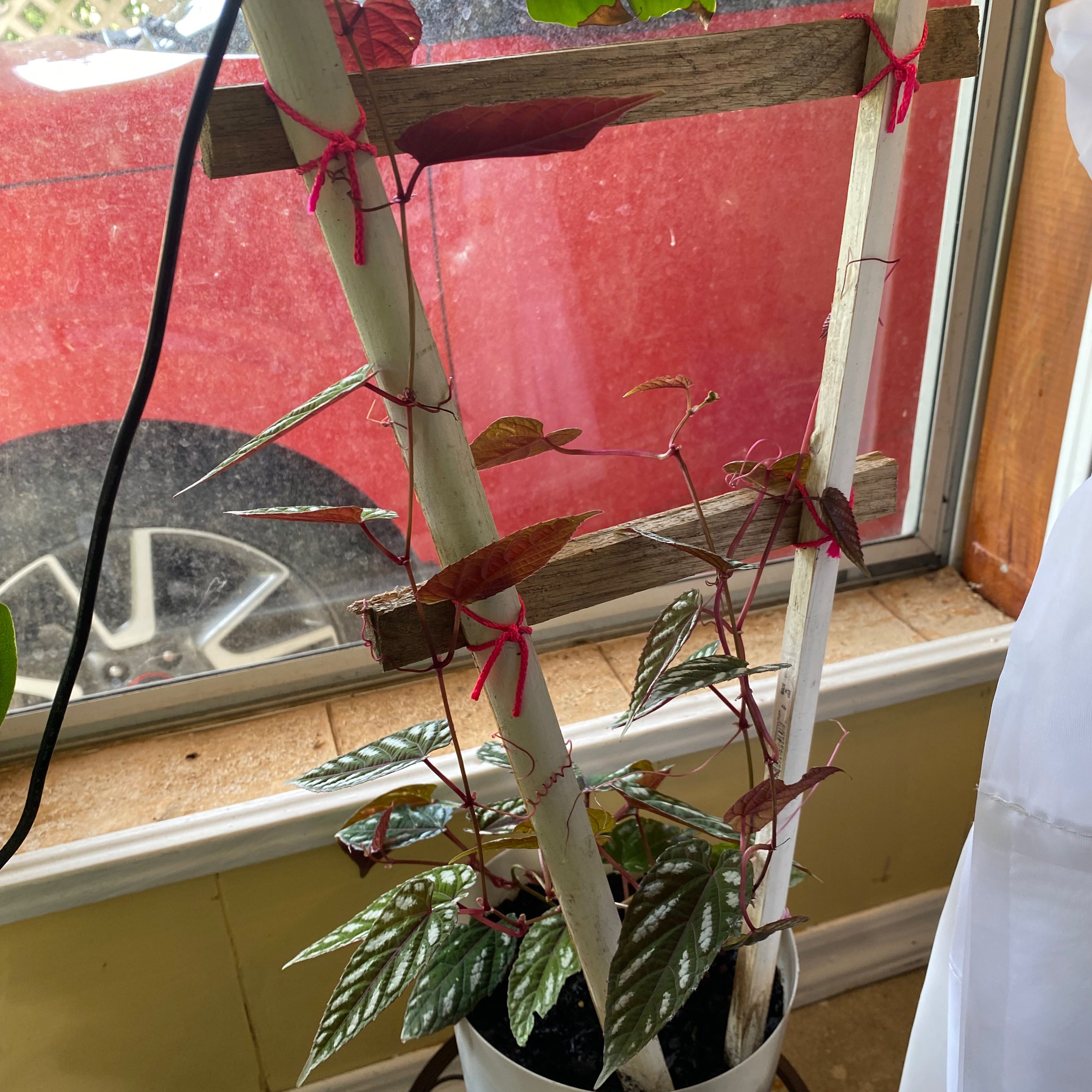 Rex Begonia Vine climbing a trellis indoors near a window.