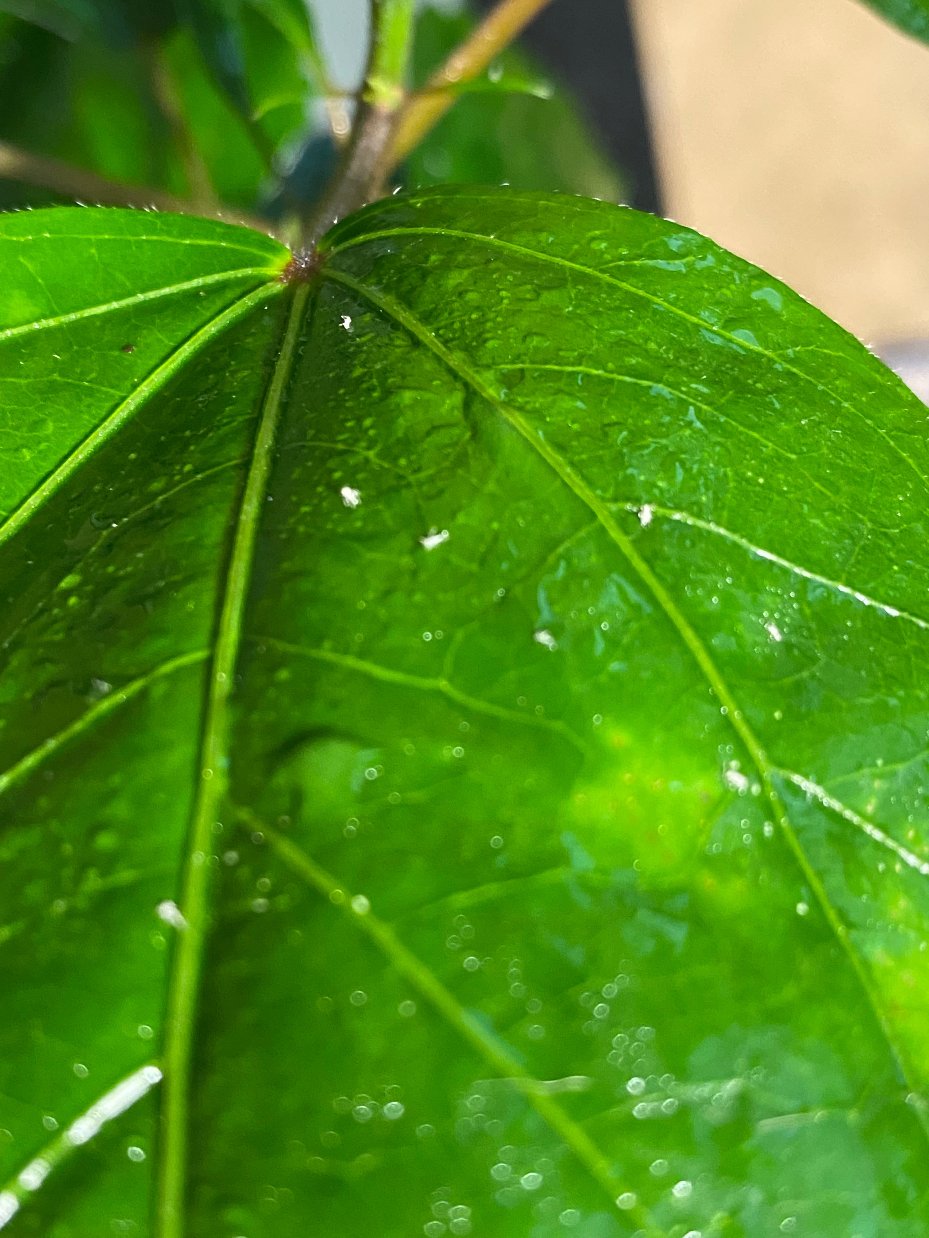 How Do I Propagate My Hibiscus moscheutos 'Luna Red'?