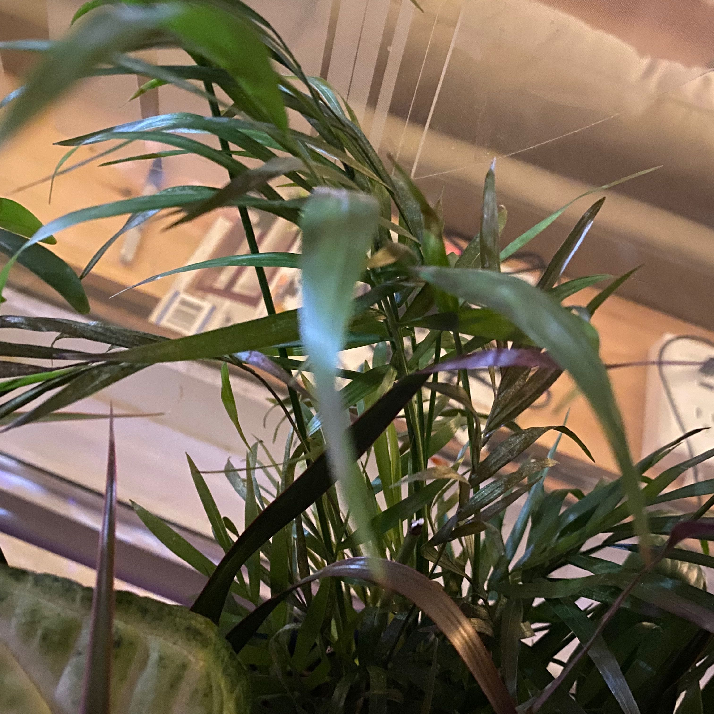 Healthy Kentia Palm with long, arching dark green fronds growing near a window with soft natural light filtering through.
