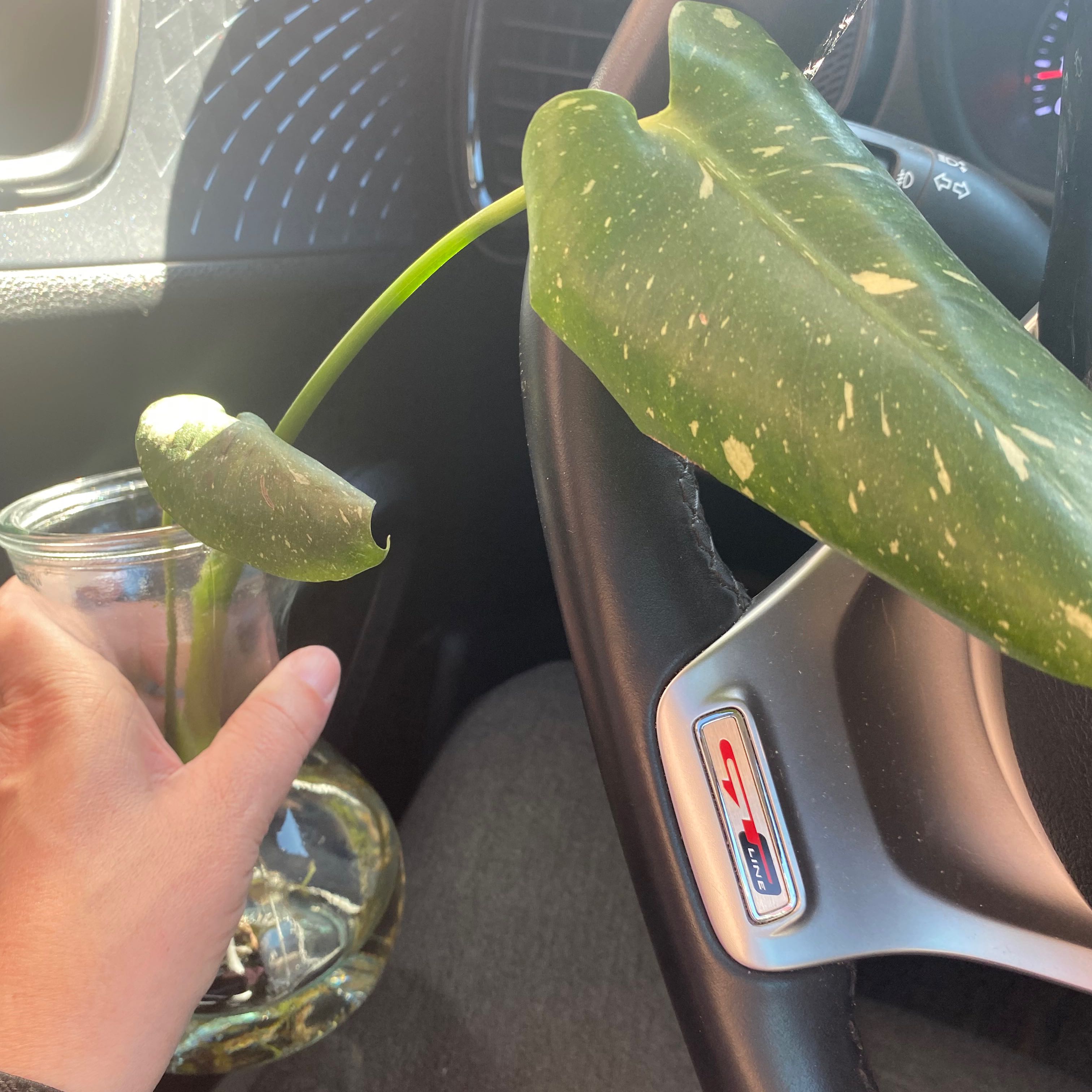 Thai Constellation Monstera cutting in a glass container with water, held by a hand inside a vehicle.