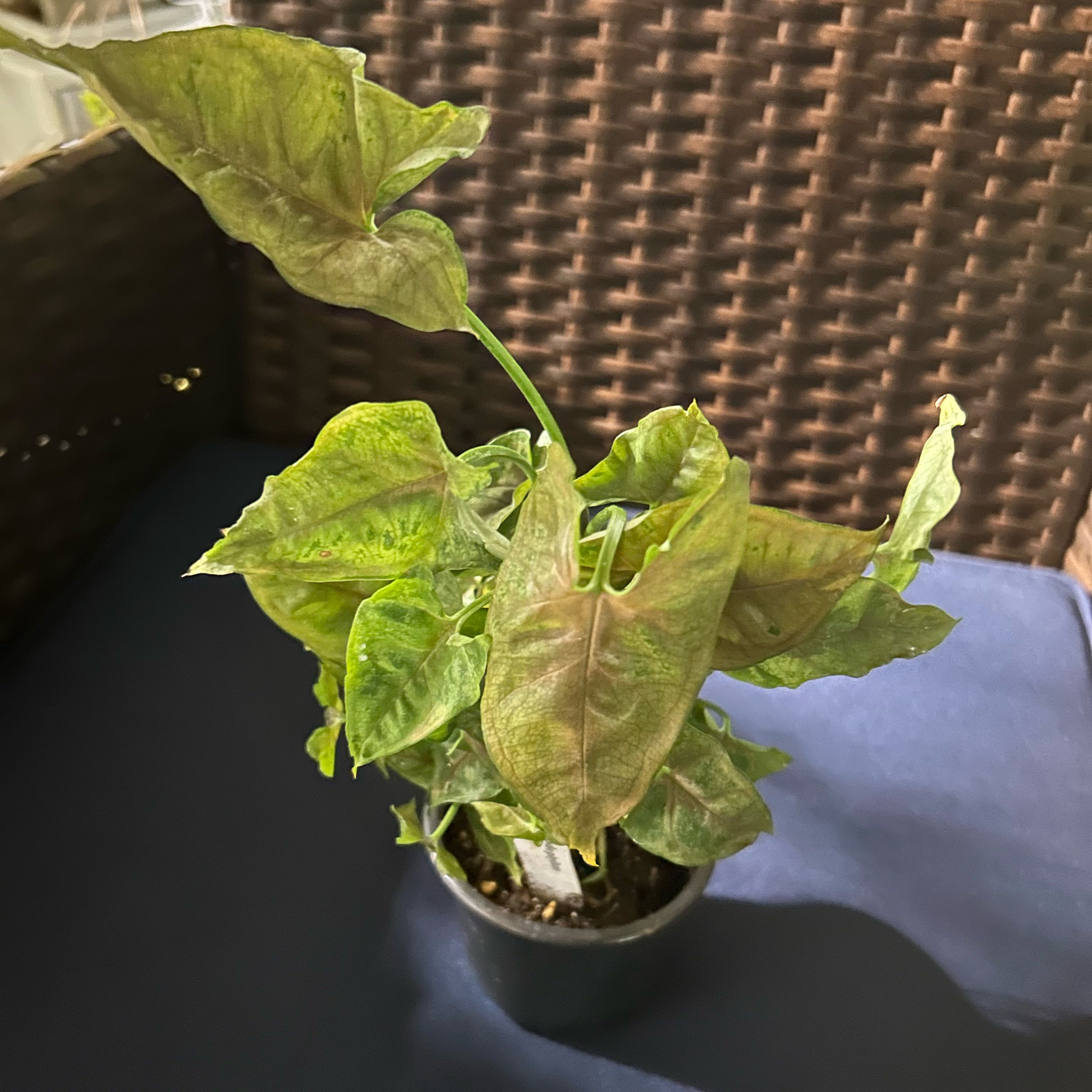Photo of the plant species Syngonium podophyllum 'Christmas' by @FleurishVA named Einstein on Greg, the plant care app