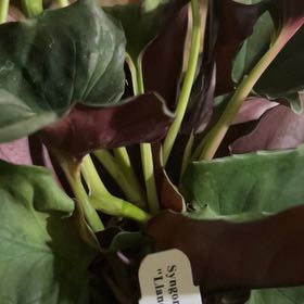 Photo of the plant species syngonium llano carti by @FleurishVA named Hunter @ Gracies on Greg, the plant care app