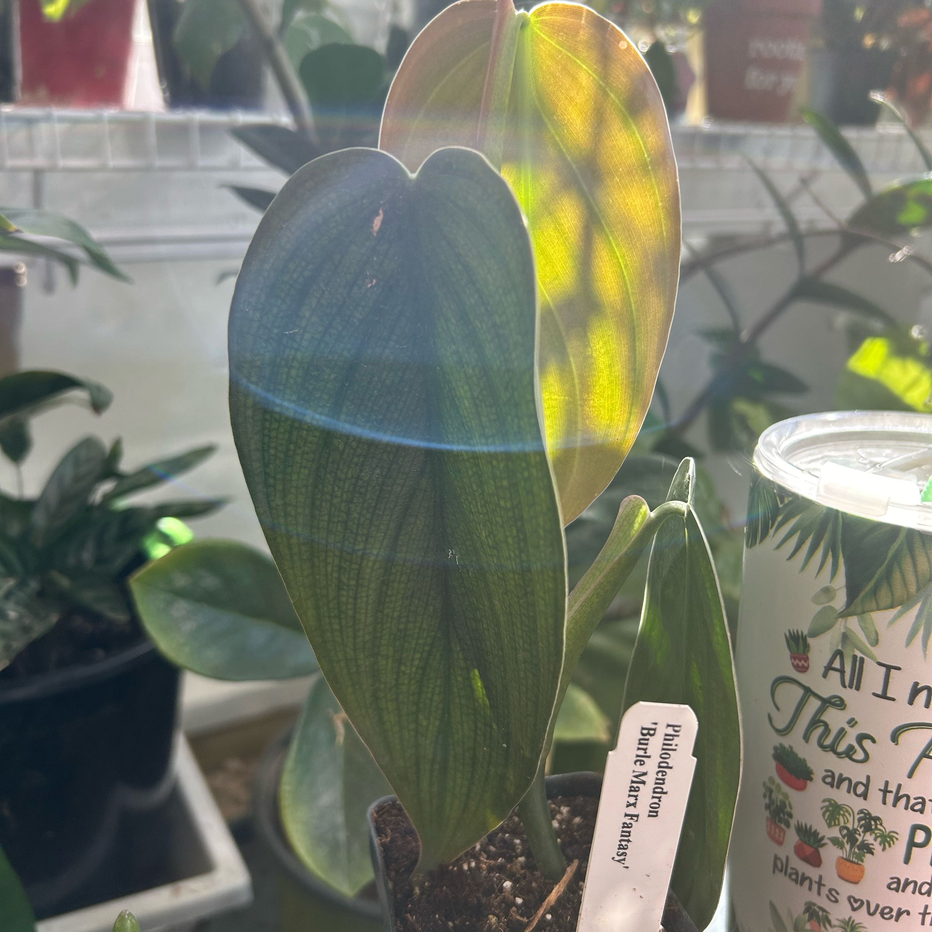 Photo of the plant species Philodendron Burle Marx Fantasy by @FleurishVA named Glenice-Wall on Greg, the plant care app