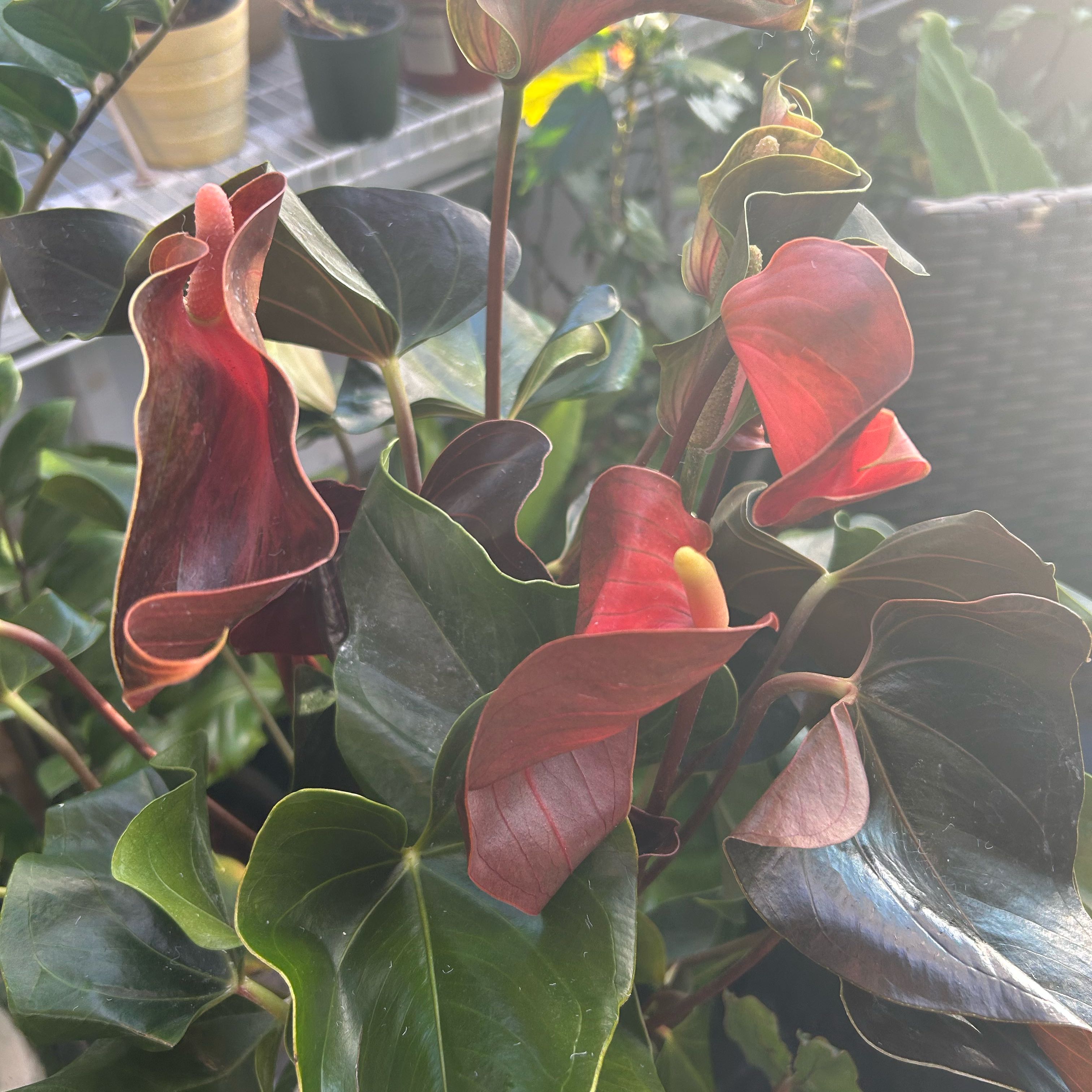 Photo of the plant species Rainbow Anthurium by @FleurishVA named Joesph on Greg, the plant care app