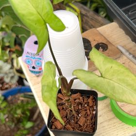 Photo of the plant species Arrowhead Plant by @FleurishVA named Girlfrond on Greg, the plant care app