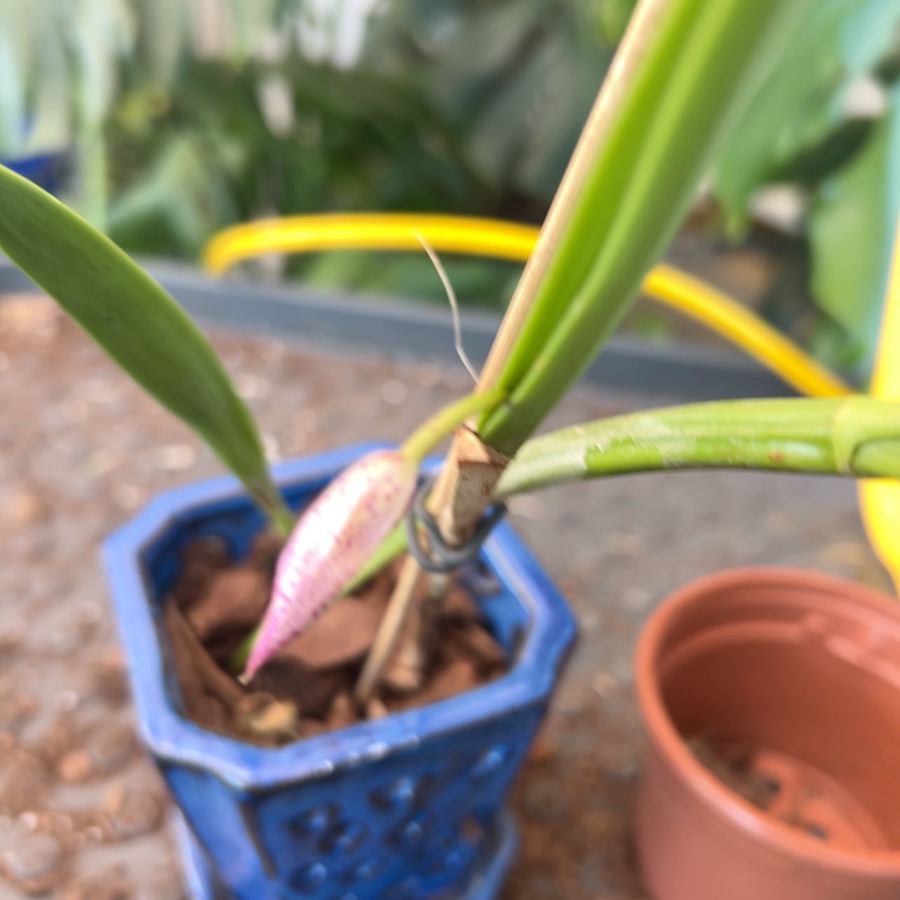 Photo of the plant species Orchid by @FleurishVA named Curie on Greg, the plant care app