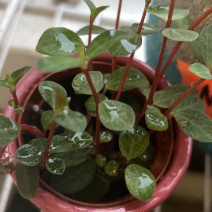 Photo of the plant species Peperomia 'Double Duty' by @FleurishVA named Gregarious on Greg, the plant care app