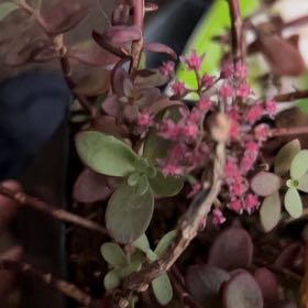 Photo of the plant species SunSparkler™️ Cherry Tart Sedum by @FleurishVA named Terra on Greg, the plant care app