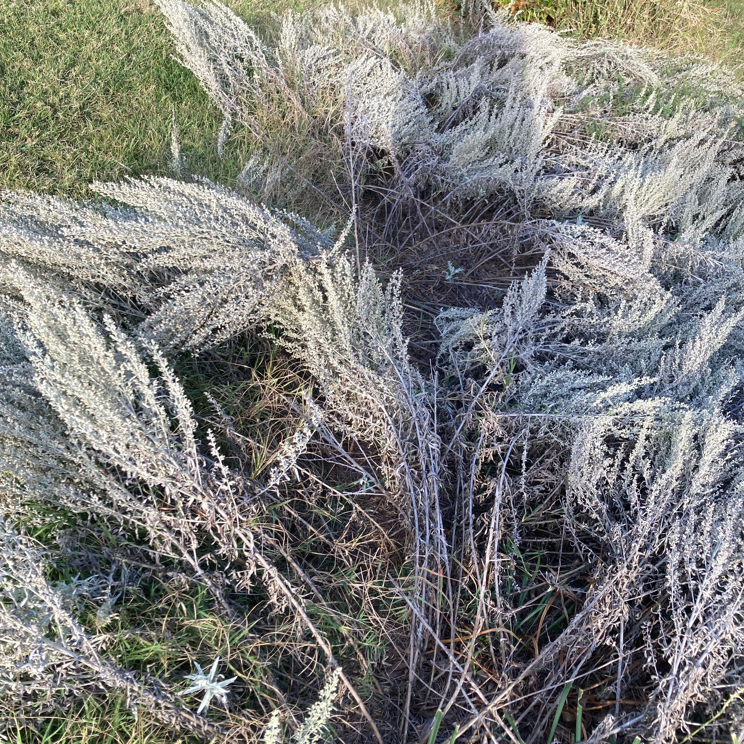 Photo of the plant species Sage Brush by @SaccharinePuka named Madonna on Greg, the plant care app