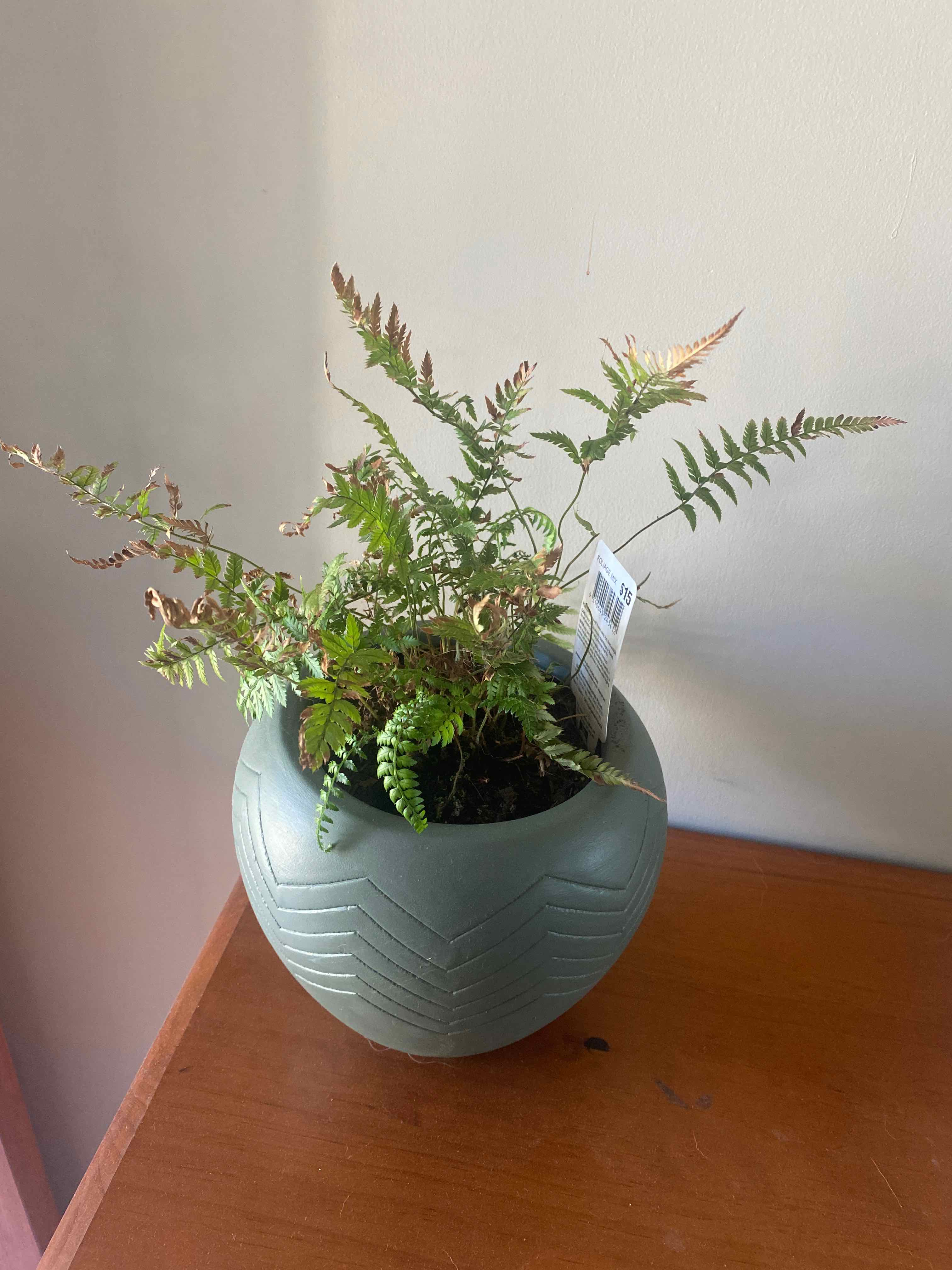 Potted Black Spleenwort plant with some browning fronds on a wooden surface.