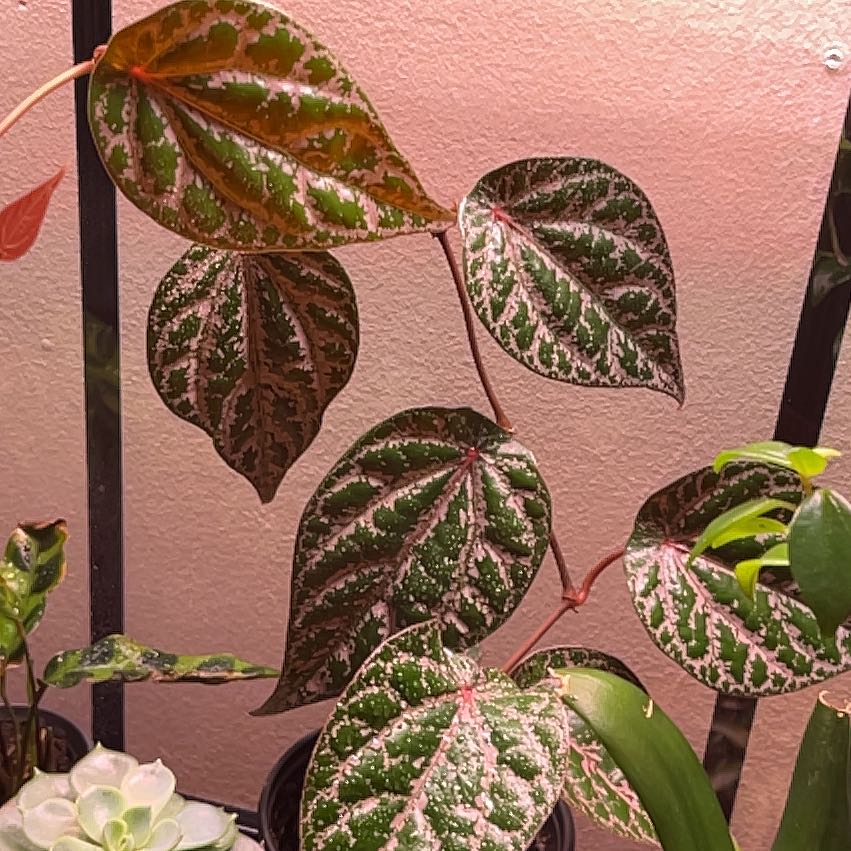 Red Betel plant with variegated leaves, well-framed and healthy.