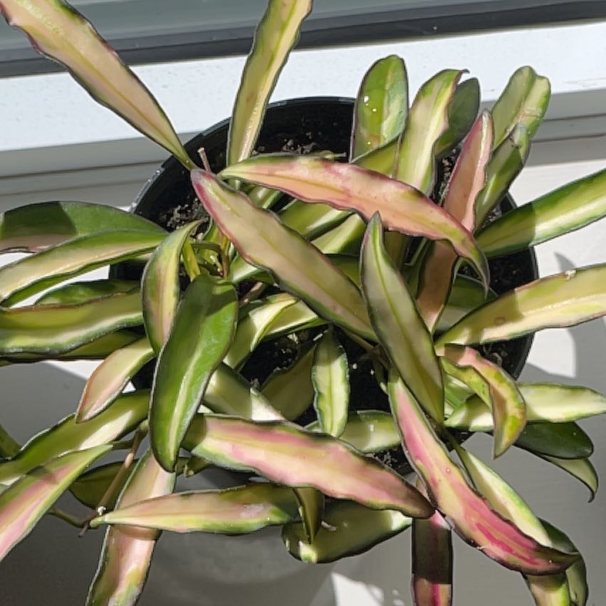 Stringbean Hoya plant with variegated leaves in a pot, some leaves showing pinkish discoloration.