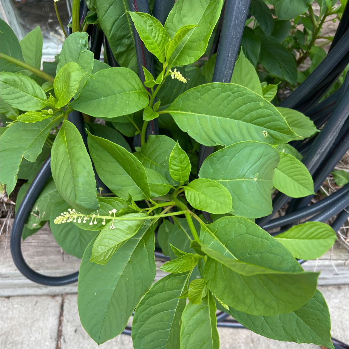 American Pokeweed plant with broad green leaves and small white flowers.