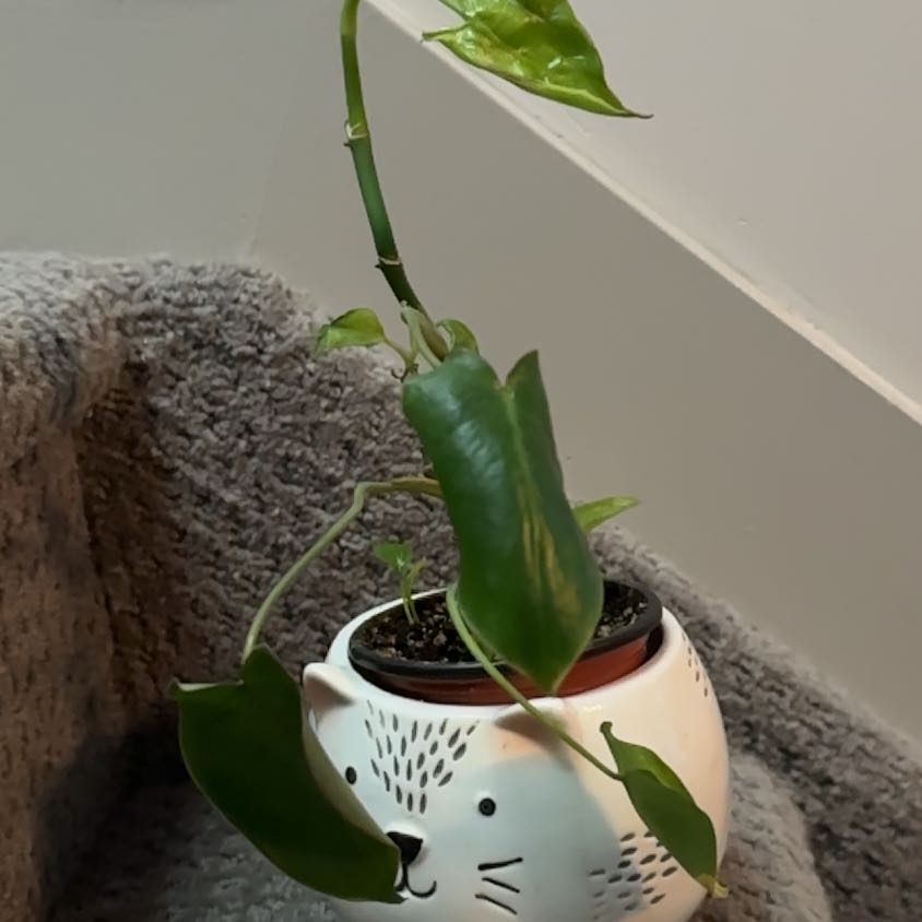 Photo of the plant species Shangri-La Philodendron by @OodlesChosmo named Sanders on Greg, the plant care app