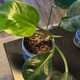 Photo of the plant species Green Diamond by @OodlesChosmo named Mando on Greg, the plant care app
